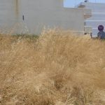 Υποχρεωτικός ο καθαρισμός ιδιωτικών οικοπέδων  έως τις 31 Μαΐου 2024