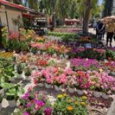 Η αγαπημένη έκθεση «Φυτά και Κήπος»  και φέτος στο Άλσος Περιστερίου  29 Απριλίου – 17 Μαΐου 2026  Είσοδος Ελεύθερη!