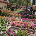 Η αγαπημένη έκθεση «Φυτά και Κήπος»  και φέτος στο Άλσος Περιστερίου  29 Απριλίου – 17 Μαΐου 2026  Είσοδος Ελεύθερη!